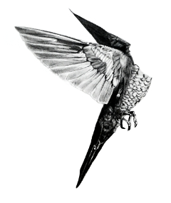 COlibri